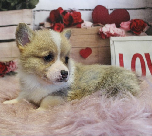 puppy, for, sale, Pembroke Welsh Corgi, Melvin  Fisher, dog, breeder, Coatesville, PA, dog-breeder, puppy-for-sale, forsale, nearby, find, puppyfind, locator, puppylocator, aca