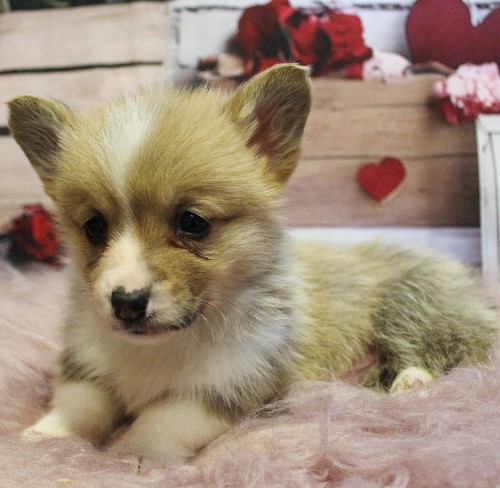 puppy, for, sale, Pembroke Welsh Corgi, Melvin  Fisher, dog, breeder, Coatesville, PA, dog-breeder, puppy-for-sale, forsale, nearby, find, puppyfind, locator, puppylocator, aca