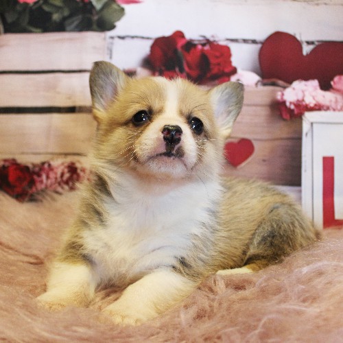 puppy, for, sale, Pembroke Welsh Corgi, Melvin  Fisher, dog, breeder, Coatesville, PA, dog-breeder, puppy-for-sale, forsale, nearby, find, puppyfind, locator, puppylocator, aca