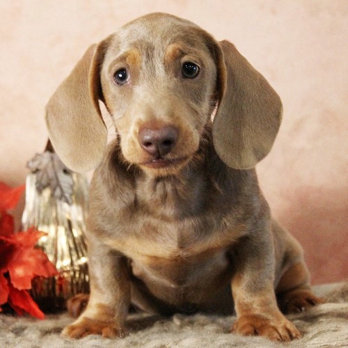puppy, for, sale, Dachshund, Melvin  King, dog, breeder, Honey Brook, PA, dog-breeder, puppy-for-sale, forsale, nearby, find, puppyfind, locator, puppylocator, aca