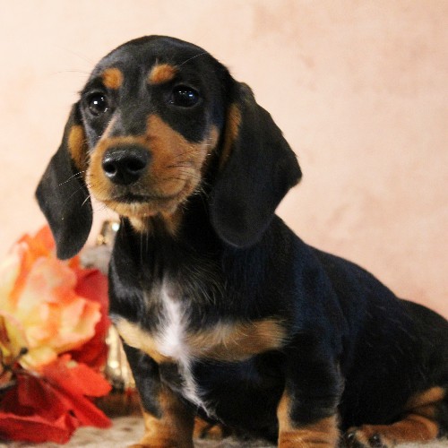 puppy, for, sale, Dachshund, Melvin  King, dog, breeder, Honey Brook, PA, dog-breeder, puppy-for-sale, forsale, nearby, find, puppyfind, locator, puppylocator, aca