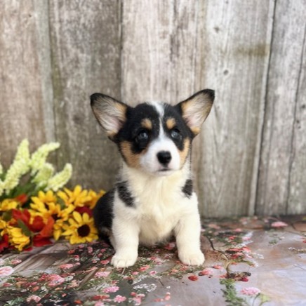 puppy, for, sale, Pembroke Welsh Corgi, Rueben  Fisher, dog, breeder, Narvon, PA, dog-breeder, puppy-for-sale, forsale, nearby, find, puppyfind, locator, puppylocator, aca