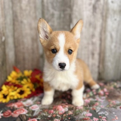 puppy, for, sale, Pembroke Welsh Corgi, Rueben  Fisher, dog, breeder, Narvon, PA, dog-breeder, puppy-for-sale, forsale, nearby, find, puppyfind, locator, puppylocator, aca