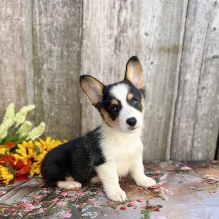 puppy, for, sale, Pembroke Welsh Corgi, Rueben  Fisher, dog, breeder, Narvon, PA, dog-breeder, puppy-for-sale, forsale, nearby, find, puppyfind, locator, puppylocator, aca