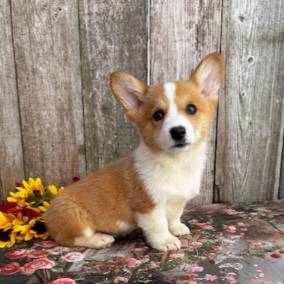 puppy, for, sale, Pembroke Welsh Corgi, Rueben  Fisher, dog, breeder, Narvon, PA, dog-breeder, puppy-for-sale, forsale, nearby, find, puppyfind, locator, puppylocator, aca