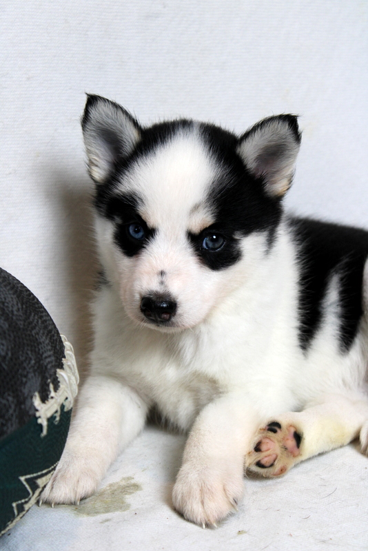 puppy, for, sale, Pomsky, Matthew B. Stoltzfus, dog, breeder, Gap, PA, dog-breeder, puppy-for-sale, forsale, nearby, find, puppyfind, locator, puppylocator, aca