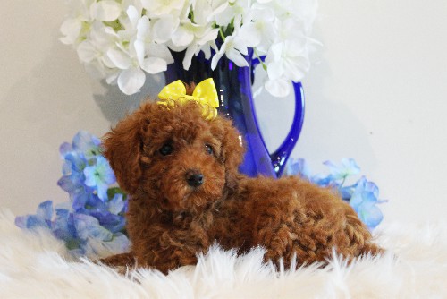 puppy, for, sale, Toy Poodle, Melvin  Fisher, dog, breeder, Coatesville, PA, dog-breeder, puppy-for-sale, forsale, nearby, find, puppyfind, locator, puppylocator, aca