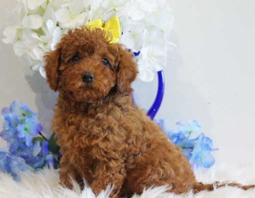 puppy, for, sale, Toy Poodle, Melvin  Fisher, dog, breeder, Coatesville, PA, dog-breeder, puppy-for-sale, forsale, nearby, find, puppyfind, locator, puppylocator, aca