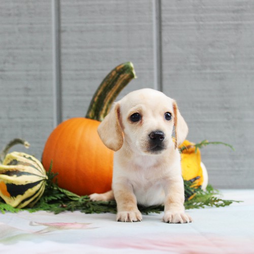 puppy, for, sale, Dachshund, Steven Jay Stoltzfus, dog, breeder, Gap, PA, dog-breeder, puppy-for-sale, forsale, nearby, find, puppyfind, locator, puppylocator, aca
