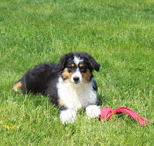 puppy, for, sale, Australian Shepherd, Amos  Smucker, dog, breeder, Kirkwood, PA, dog-breeder, puppy-for-sale, forsale, nearby, find, puppyfind, locator, puppylocator, aca