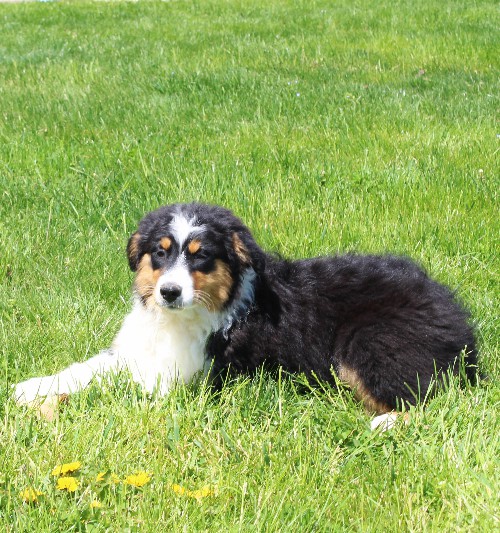 puppy, for, sale, Australian Shepherd, Amos  Smucker, dog, breeder, Kirkwood, PA, dog-breeder, puppy-for-sale, forsale, nearby, find, puppyfind, locator, puppylocator, aca
