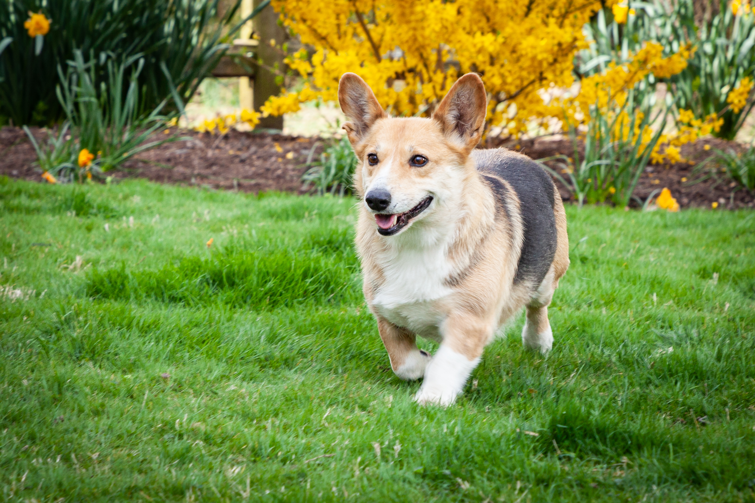 puppy, for, sale, Pembroke Welsh Corgi, Steven  Fisher, dog, breeder, Morgantown, PA, dog-breeder, puppy-for-sale, forsale, nearby, find, puppyfind, locator, puppylocator, aca