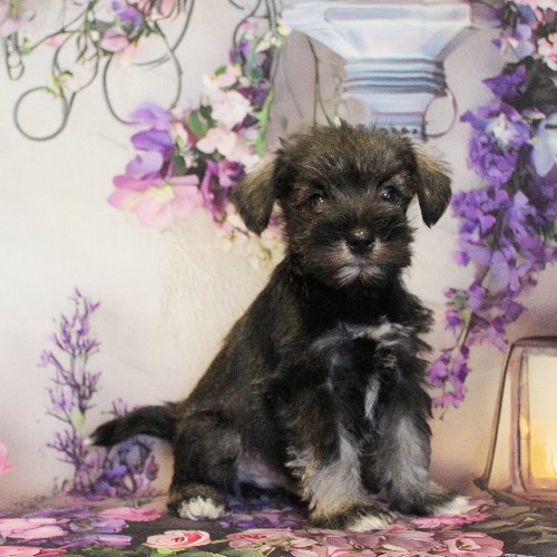 puppy, for, sale, Miniature Schnauzer, Reuben  King, dog, breeder, Honey Brook, PA, dog-breeder, puppy-for-sale, forsale, nearby, find, puppyfind, locator, puppylocator, aca