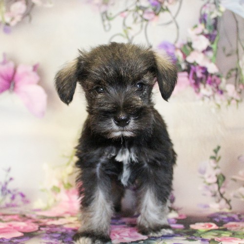 puppy, for, sale, Miniature Schnauzer, Reuben  King, dog, breeder, Honey Brook, PA, dog-breeder, puppy-for-sale, forsale, nearby, find, puppyfind, locator, puppylocator, aca