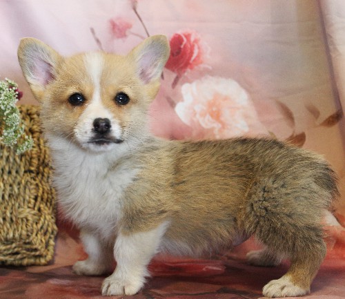 puppy, for, sale, Pembroke Welsh Corgi, Melvin  Fisher, dog, breeder, Coatesville, PA, dog-breeder, puppy-for-sale, forsale, nearby, find, puppyfind, locator, puppylocator, aca