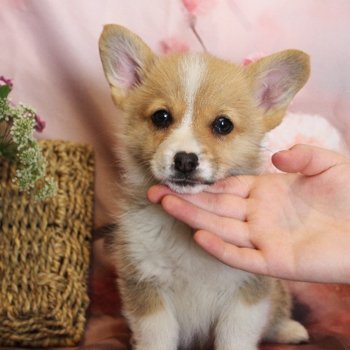 puppy, for, sale, Pembroke Welsh Corgi, Melvin  Fisher, dog, breeder, Coatesville, PA, dog-breeder, puppy-for-sale, forsale, nearby, find, puppyfind, locator, puppylocator, aca