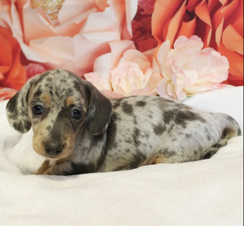 puppy, for, sale, Dachshund, Melvin  King, dog, breeder, Honey Brook, PA, dog-breeder, puppy-for-sale, forsale, nearby, find, puppyfind, locator, puppylocator, aca