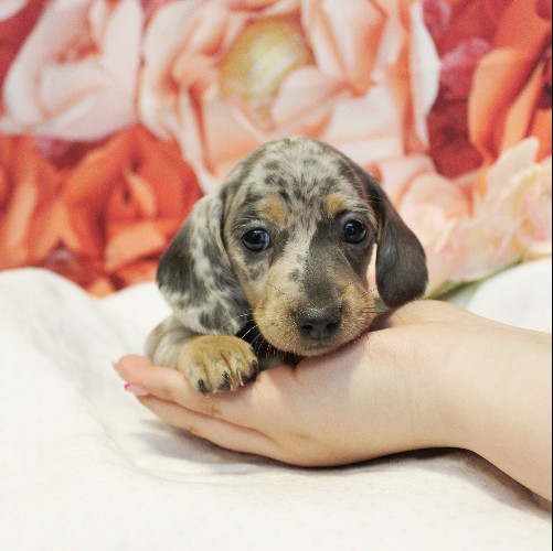 puppy, for, sale, Dachshund, Melvin  King, dog, breeder, Honey Brook, PA, dog-breeder, puppy-for-sale, forsale, nearby, find, puppyfind, locator, puppylocator, aca