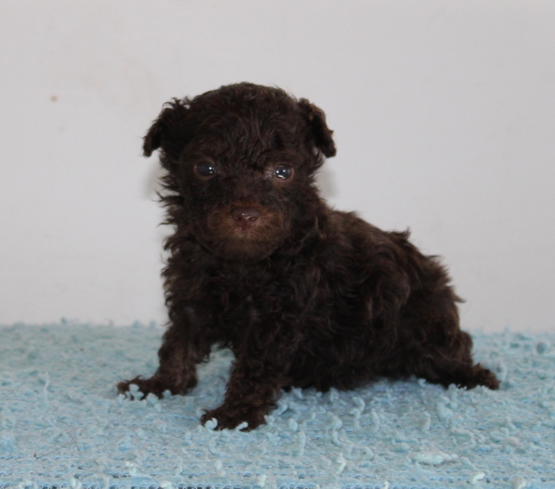 puppyfind poodle