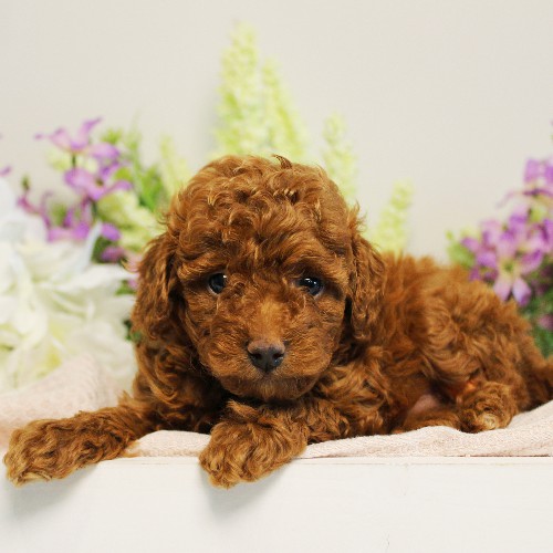 puppy, for, sale, Toy Poodle, Melvin  Fisher, dog, breeder, Coatesville, PA, dog-breeder, puppy-for-sale, forsale, nearby, find, puppyfind, locator, puppylocator, aca