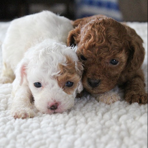 puppy, for, sale, Cavapoo, Daniel J. Stoltzfoos, dog, breeder, Coatesville, PA, dog-breeder, puppy-for-sale, forsale, nearby, find, puppyfind, locator, puppylocator, aca