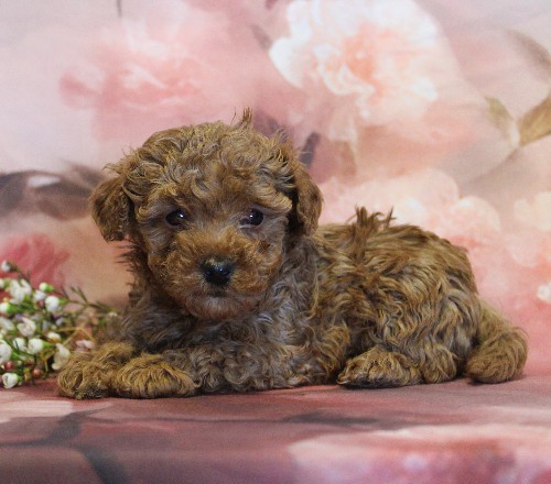 puppy, for, sale, Toy Poodle, Melvin  Fisher, dog, breeder, Coatesville, PA, dog-breeder, puppy-for-sale, forsale, nearby, find, puppyfind, locator, puppylocator, aca