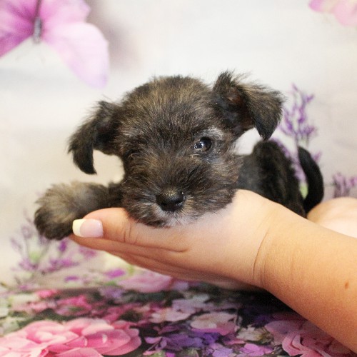 puppy, for, sale, Miniature Schnauzer, Reuben  King, dog, breeder, Honey Brook, PA, dog-breeder, puppy-for-sale, forsale, nearby, find, puppyfind, locator, puppylocator, aca