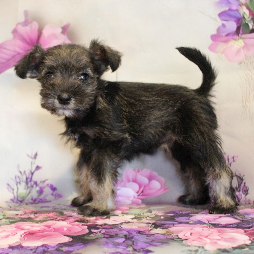 puppy, for, sale, Miniature Schnauzer, Reuben  King, dog, breeder, Honey Brook, PA, dog-breeder, puppy-for-sale, forsale, nearby, find, puppyfind, locator, puppylocator, aca