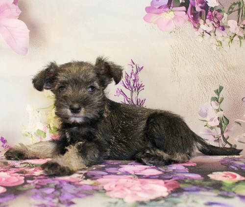 puppy, for, sale, Miniature Schnauzer, Reuben  King, dog, breeder, Honey Brook, PA, dog-breeder, puppy-for-sale, forsale, nearby, find, puppyfind, locator, puppylocator, aca