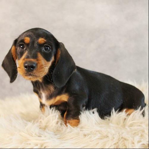 puppy, for, sale, Dachshund, Melvin  King, dog, breeder, Honey Brook, PA, dog-breeder, puppy-for-sale, forsale, nearby, find, puppyfind, locator, puppylocator, aca