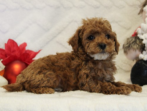 puppy, for, sale, Toy Poodle, Melvin  Fisher, dog, breeder, Coatesville, PA, dog-breeder, puppy-for-sale, forsale, nearby, find, puppyfind, locator, puppylocator, aca