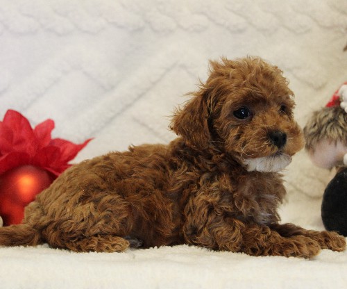 puppy, for, sale, Toy Poodle, Melvin  Fisher, dog, breeder, Coatesville, PA, dog-breeder, puppy-for-sale, forsale, nearby, find, puppyfind, locator, puppylocator, aca