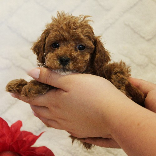 puppy, for, sale, Toy Poodle, Melvin  Fisher, dog, breeder, Coatesville, PA, dog-breeder, puppy-for-sale, forsale, nearby, find, puppyfind, locator, puppylocator, aca