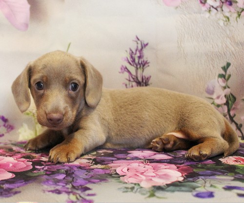 puppy, for, sale, Dachshund, Melvin  King, dog, breeder, Honey Brook, PA, dog-breeder, puppy-for-sale, forsale, nearby, find, puppyfind, locator, puppylocator, aca