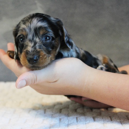 puppy, for, sale, Dachshund, Melvin  King, dog, breeder, Honey Brook, PA, dog-breeder, puppy-for-sale, forsale, nearby, find, puppyfind, locator, puppylocator, aca