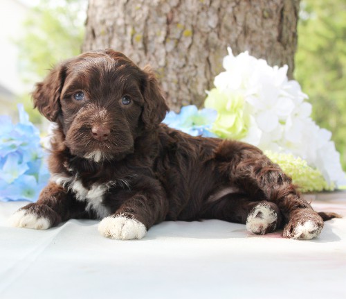 puppy, for, sale, Portuguese Water Dog, Steven Jay Stoltzfus, dog, breeder, Gap, PA, dog-breeder, puppy-for-sale, forsale, nearby, find, puppyfind, locator, puppylocator, aca