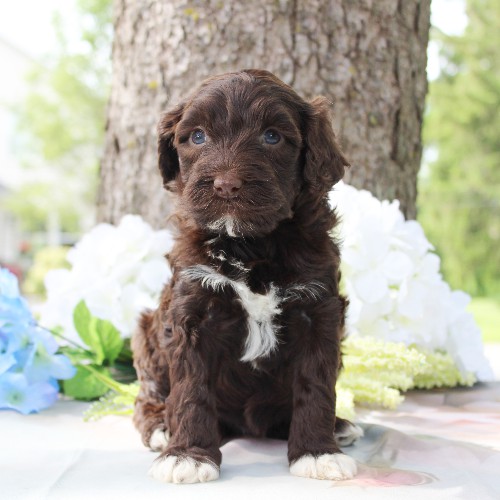 puppy, for, sale, Portuguese Water Dog, Steven Jay Stoltzfus, dog, breeder, Gap, PA, dog-breeder, puppy-for-sale, forsale, nearby, find, puppyfind, locator, puppylocator, aca
