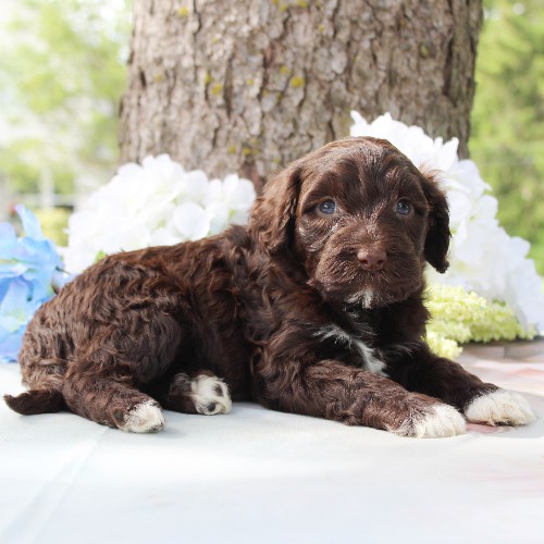 puppy, for, sale, Portuguese Water Dog, Steven Jay Stoltzfus, dog, breeder, Gap, PA, dog-breeder, puppy-for-sale, forsale, nearby, find, puppyfind, locator, puppylocator, aca