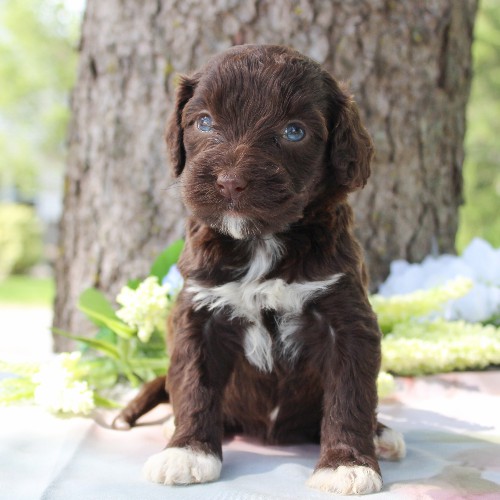 puppy, for, sale, Portuguese Water Dog, Steven Jay Stoltzfus, dog, breeder, Gap, PA, dog-breeder, puppy-for-sale, forsale, nearby, find, puppyfind, locator, puppylocator, aca