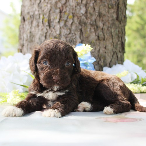 puppy, for, sale, Portuguese Water Dog, Steven Jay Stoltzfus, dog, breeder, Gap, PA, dog-breeder, puppy-for-sale, forsale, nearby, find, puppyfind, locator, puppylocator, aca