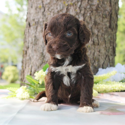 puppy, for, sale, Portuguese Water Dog, Steven Jay Stoltzfus, dog, breeder, Gap, PA, dog-breeder, puppy-for-sale, forsale, nearby, find, puppyfind, locator, puppylocator, aca
