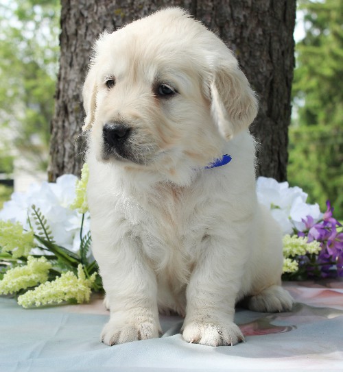 puppy, for, sale, Golden Retriever, Steven Jay Stoltzfus, dog, breeder, Gap, PA, dog-breeder, puppy-for-sale, forsale, nearby, find, puppyfind, locator, puppylocator, aca