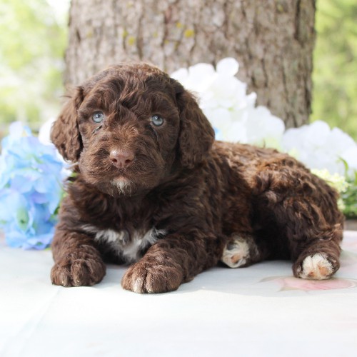 puppy, for, sale, Portuguese Water Dog, Steven Jay Stoltzfus, dog, breeder, Gap, PA, dog-breeder, puppy-for-sale, forsale, nearby, find, puppyfind, locator, puppylocator, aca