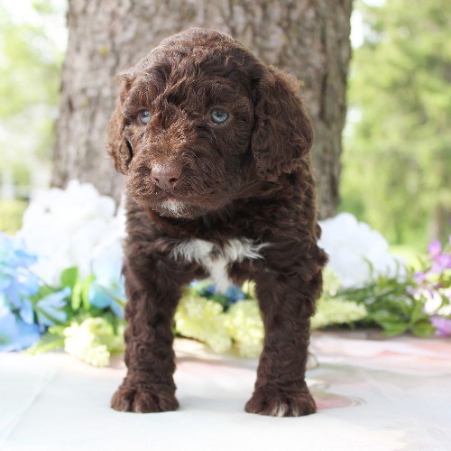 puppy, for, sale, Portuguese Water Dog, Steven Jay Stoltzfus, dog, breeder, Gap, PA, dog-breeder, puppy-for-sale, forsale, nearby, find, puppyfind, locator, puppylocator, aca