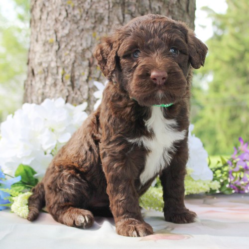puppy, for, sale, Portuguese Water Dog, Steven Jay Stoltzfus, dog, breeder, Gap, PA, dog-breeder, puppy-for-sale, forsale, nearby, find, puppyfind, locator, puppylocator, aca