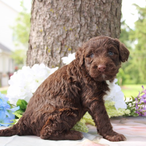 puppy, for, sale, Portuguese Water Dog, Steven Jay Stoltzfus, dog, breeder, Gap, PA, dog-breeder, puppy-for-sale, forsale, nearby, find, puppyfind, locator, puppylocator, aca