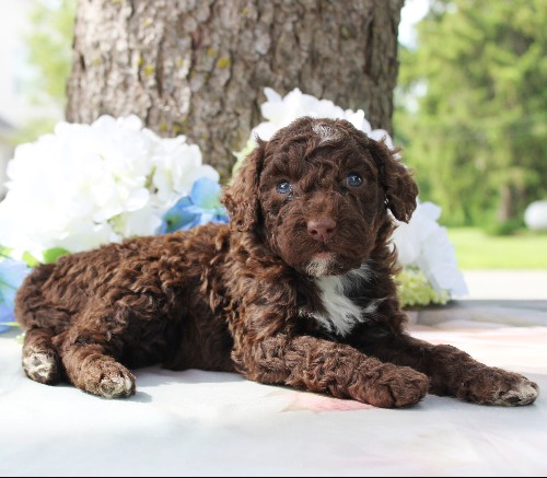 puppy, for, sale, Portuguese Water Dog, Steven Jay Stoltzfus, dog, breeder, Gap, PA, dog-breeder, puppy-for-sale, forsale, nearby, find, puppyfind, locator, puppylocator, aca