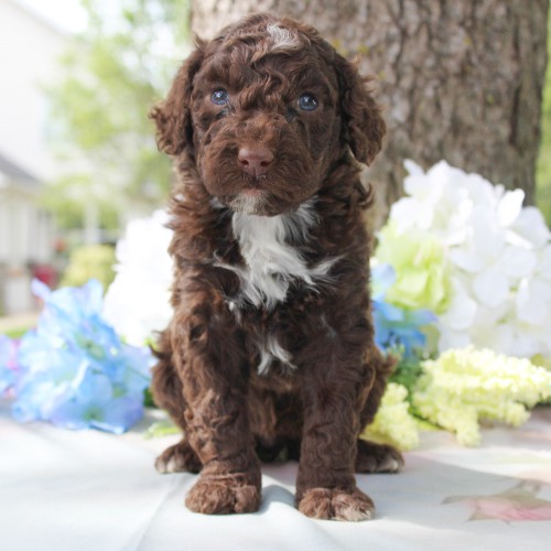 puppy, for, sale, Portuguese Water Dog, Steven Jay Stoltzfus, dog, breeder, Gap, PA, dog-breeder, puppy-for-sale, forsale, nearby, find, puppyfind, locator, puppylocator, aca