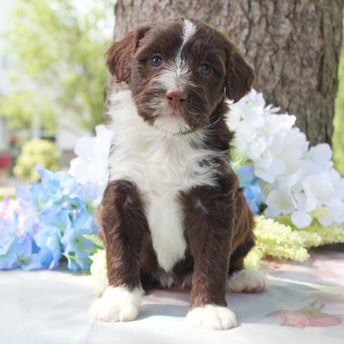 puppy, for, sale, Portuguese Water Dog, Steven Jay Stoltzfus, dog, breeder, Gap, PA, dog-breeder, puppy-for-sale, forsale, nearby, find, puppyfind, locator, puppylocator, aca