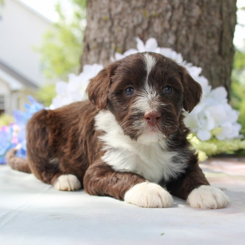 puppy, for, sale, Portuguese Water Dog, Steven Jay Stoltzfus, dog, breeder, Gap, PA, dog-breeder, puppy-for-sale, forsale, nearby, find, puppyfind, locator, puppylocator, aca